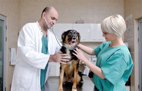 8 Essential Skills For Veterinary Assisting Success