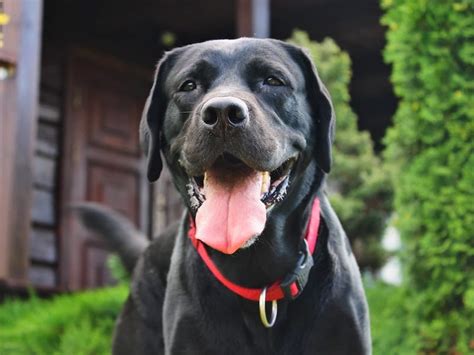 8 Ways To Increase Black Lab Life Expectancy