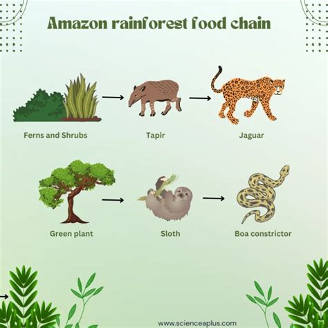 Amazon Rainforest Food Chain Explained Simply