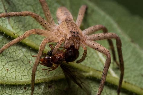 Animals That Eat Spiders: A Look At Natural Predators