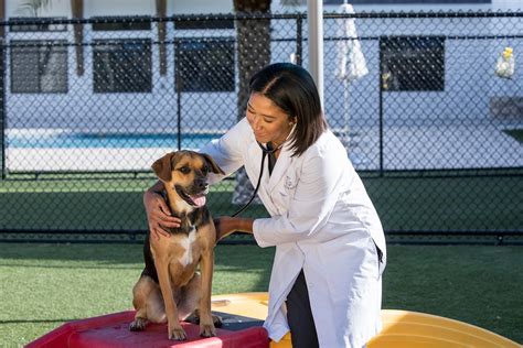 Apply To Pet Paradise: Ultimate Pet Care Experience