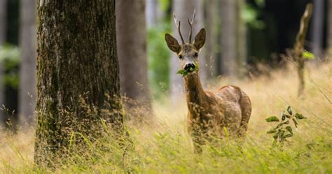 Are Deer Herbivores