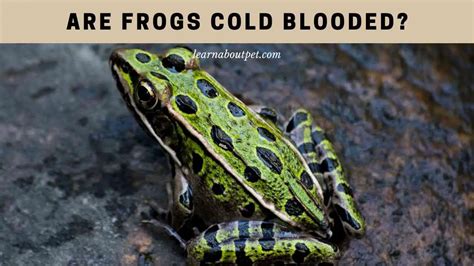 Are Frogs Cold Blooded Animals