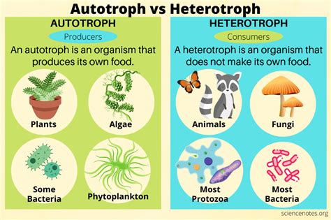 Are Protists Autotrophs Or Heterotrophs In Nature