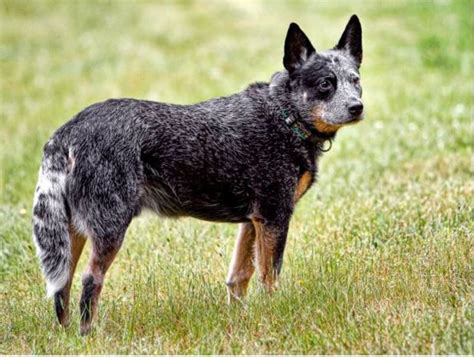 Australian Cattle Dog Chocolate Coat Facts Revealed