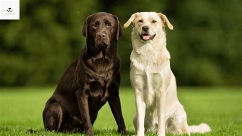 Average Lifespan Of Labrador Retrievers: What To Expect