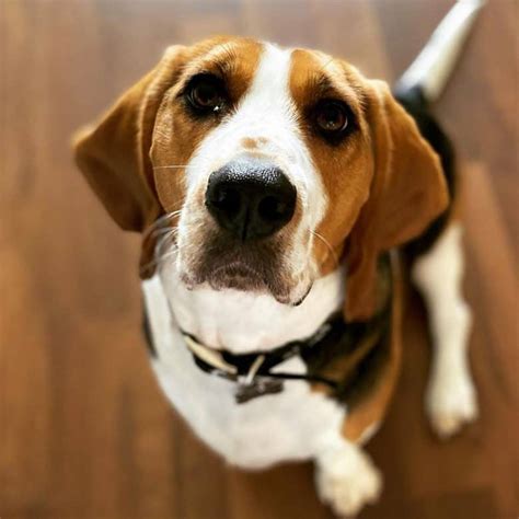 Beagle Basset Hound Mix: A Unique Canine Companion