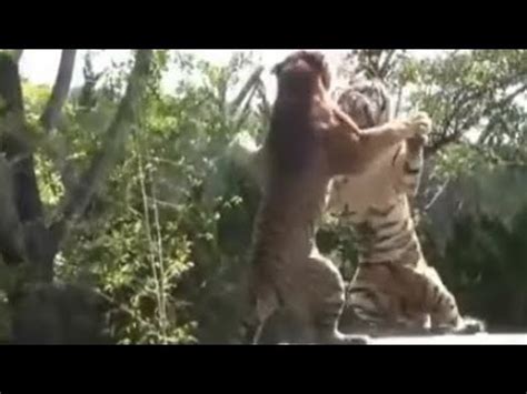 Bengal Tiger Vs Siberian Tiger: Ultimate Showdown