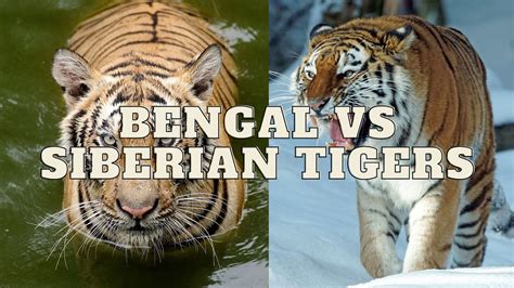 Bengal Vs Siberian Tiger: Ultimate Wild Cat Showdown