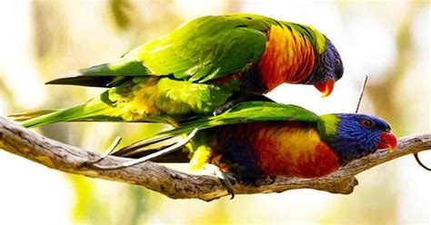 Birds That Mate For Life: Loyal Feathered Companions