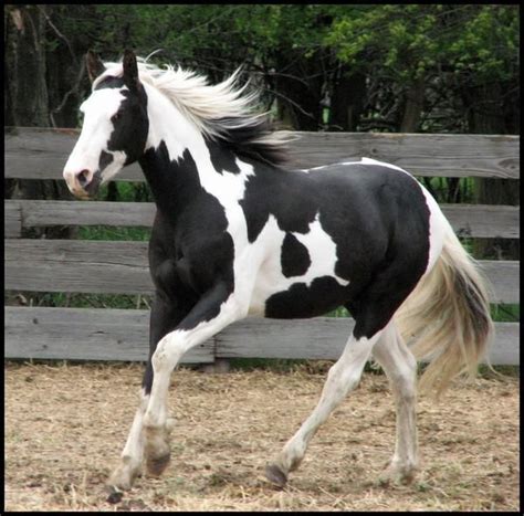 Black And White Paint Horse Breed Information