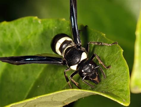 Black Bee With White Stripes: Rare Species Revealed