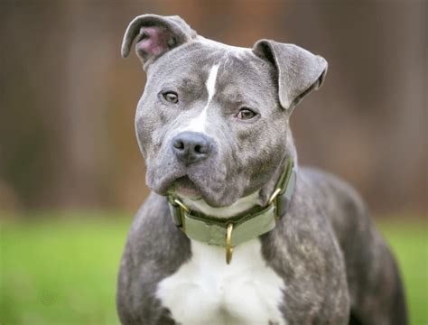 Blue Brindle Pit Bull: Unique Breed Characteristics Revealed