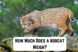 Bobcat Weight: How Much Does A Bobcat Typically Weigh