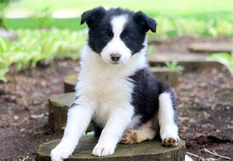 Border Collie Puppies For Sale Near Me