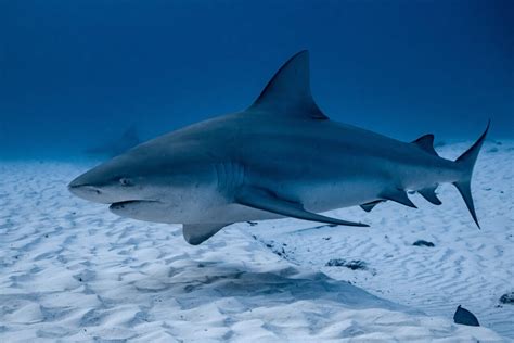 Bull Sharks In The Great Lakes: Are They Present