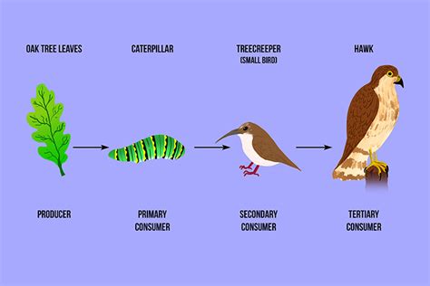 Butterfly As Tertiary Consumer In Food Chain