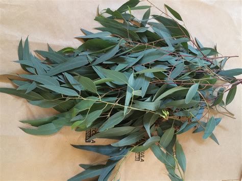 Buy Fresh Eucalyptus: Top Places To Get It Now