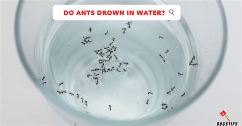 Can Ants Drown In Water