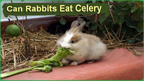 Can Bunnies Eat Celery Safely And Healthily