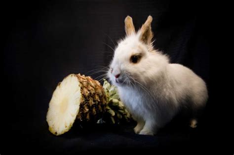 Can Bunnies Safely Eat Pineapple: 5 Key Facts