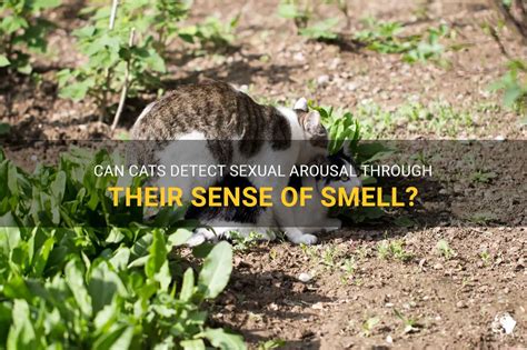 Can Cats Detect Venom With Their Sense Of Smell