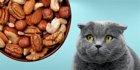 Can Cats Eat Cashews Safely And Healthily