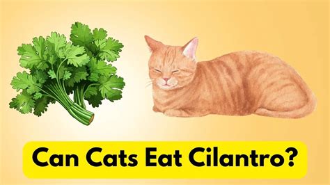 Can Cats Eat Cilantro Safely Everyday