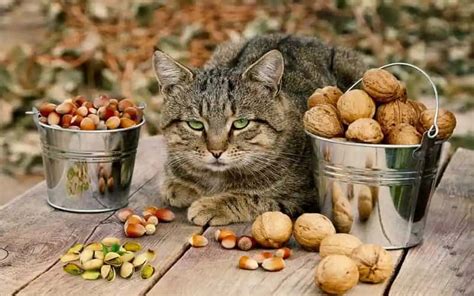 Can Cats Eat Pistachios Safely And Healthily