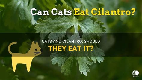 Can Cats Safely Eat Cilantro As A Treat