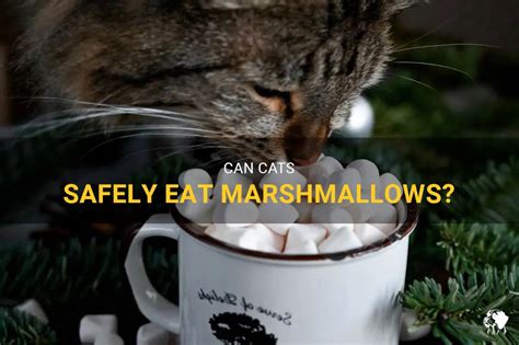 Can Cats Safely Eat Marshmallows As Treats Sometimes