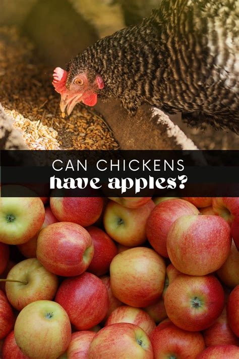 Can Chickens Eat Apples Safely And Healthily