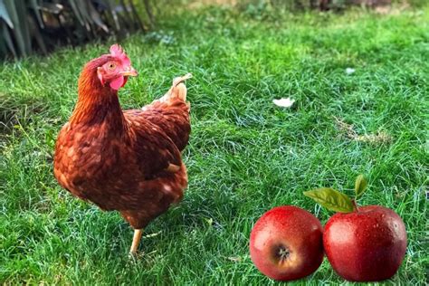 Can Chickens Eat Apples Safely And How Much