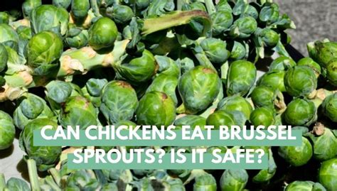 Can Chickens Eat Brussels Sprouts Safely