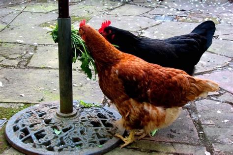 Can Chickens Eat Cilantro Safely And Healthily