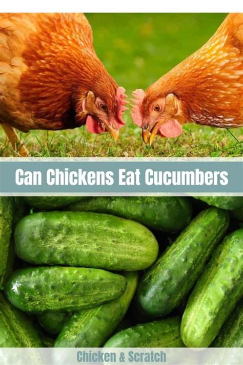 Can Chickens Eat Cucumber Safely And Healthily