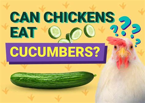 Can Chickens Eat Cucumbers Safely And Healthily