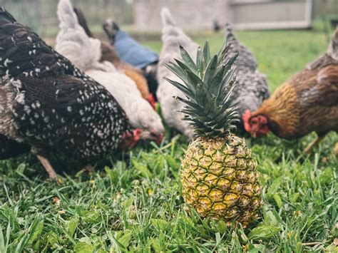 Can Chickens Eat Pineapple Safely And Healthily