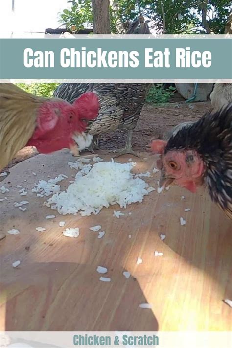 Can Chickens Eat Rice: 5 Things To Know