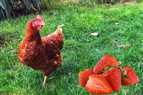 Can Chickens Eat Strawberries Safely And Healthily