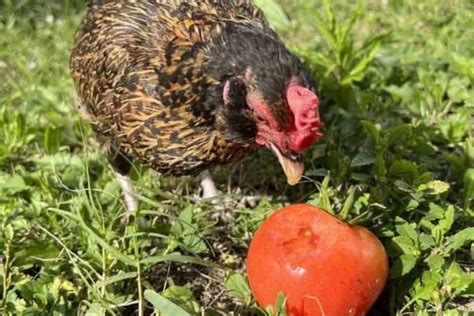 Can Chickens Eat Tomatoes Safely And Healthily