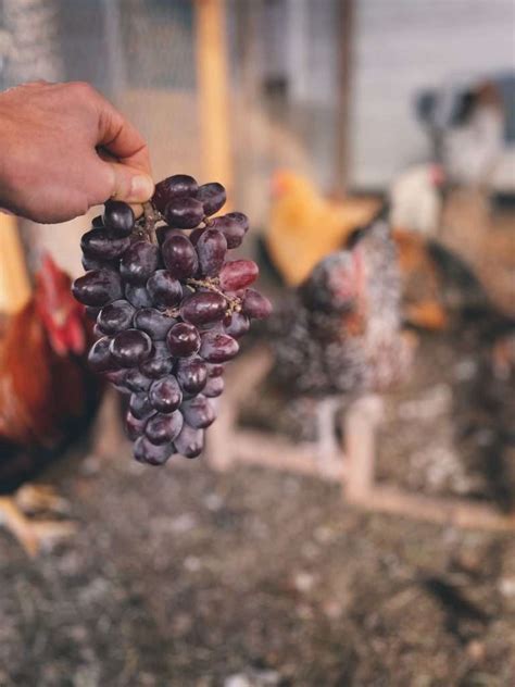 Can Chickens Safely Eat Grapes Or Not