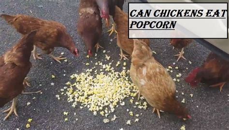 Can Chickens Safely Eat Popcorn As A Treat