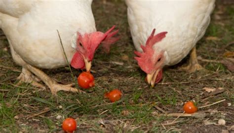 Can Chickens Safely Eat Tomatoes