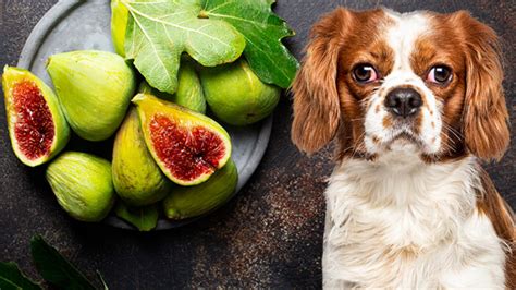 Can Dogs Eat Fig Newtons: 5 Things To Know