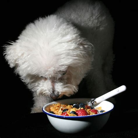 Can Dogs Eat Granola: 5 Things You Should Know