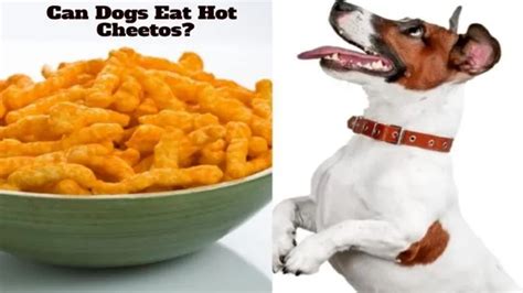 Can Dogs Eat Hot Cheetos Safely: 5 Facts