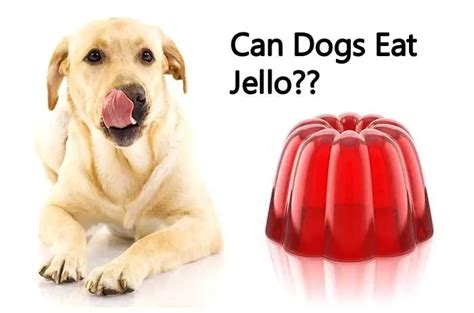 Can Dogs Eat Jello Safely