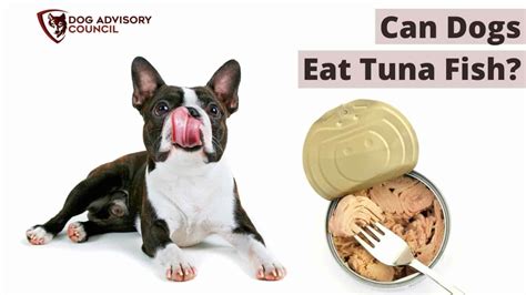 Can Dogs Eat Tuna Fish Safely And Healthily