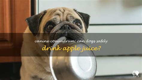 Can Dogs Have Apple Juice Safely And Healthily